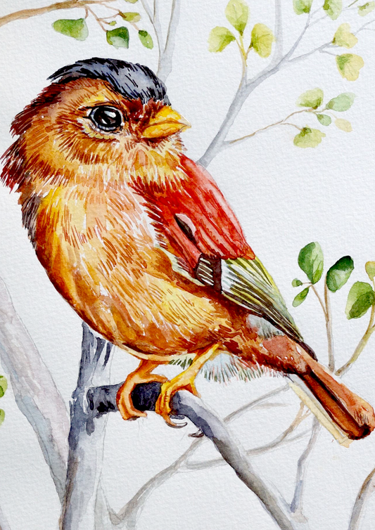 Black-capped piprites Watercolor Painting