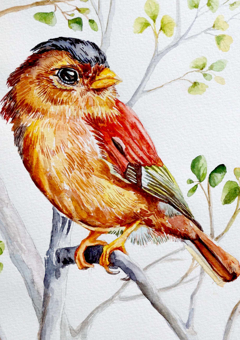 Black-capped piprites Watercolor Painting