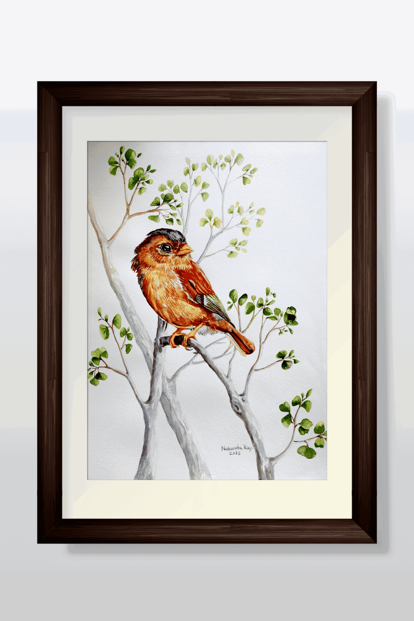 Black-capped piprites Watercolor Painting